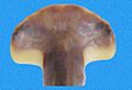 Sphyrna corona head2