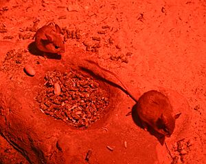 Spinifex hopping mouse 002