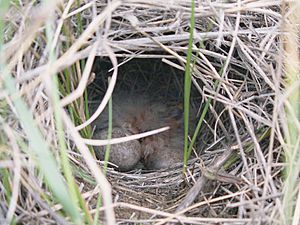 Spragues Pipit nest with young