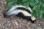 Striped skunk Florida.jpg