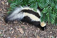 Striped skunk Florida