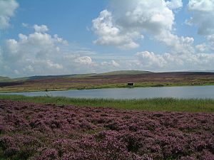 Sunbiggin Tarn - geograph.org.uk - 17743.jpg