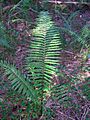 Swamp Fern near Botany Bay Monterey