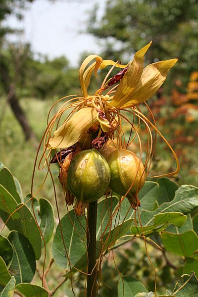 Tacca leontopetaloides MS 6484