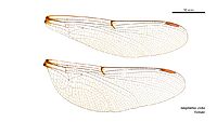 Telephlebia undia female wings (34219389304)