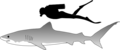 Tiger shark size