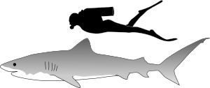 Tiger shark size.svg
