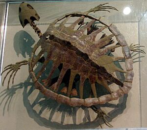 Toxochelys