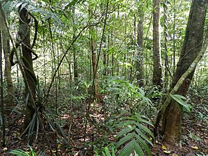 Tropical rainforest Agumbe