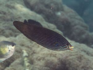 Tubelip wrasse (Labrichthys unilineatus) (39607772945).jpg