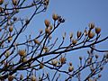 Tulip tree (Liriodendron tulipifera) buds in spring 06