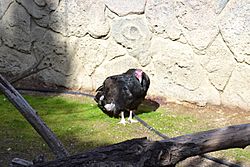 Turkey vulture at Happy Hollow Park & Zoo