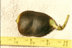 Tylosema esculenta pod