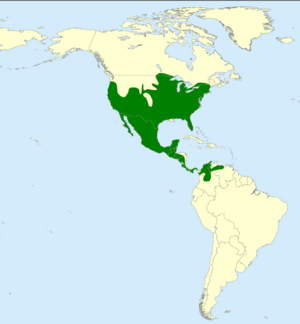 Urocyon cinereoargenteus map.svg