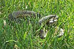 Wandering garter snake - defensive behavior