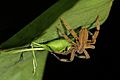 Wandering spider (Cupiennius getazi) with female katydid prey (Tettigoniidae sp.)