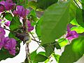 White-throated Gerygone Nesting 4