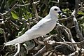 White tern with fish