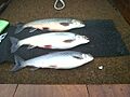 Windermere charr 0913