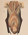 2. Red bat. Lasiurus noveboracensis, Figs. 2. Position in repose LCCN2017660738 (cropped)