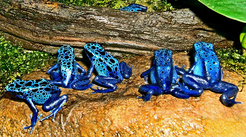 2009-04-05Dendrobates tinctorius azureus039