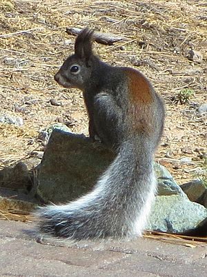 Abert Squirrel (dorsal view)