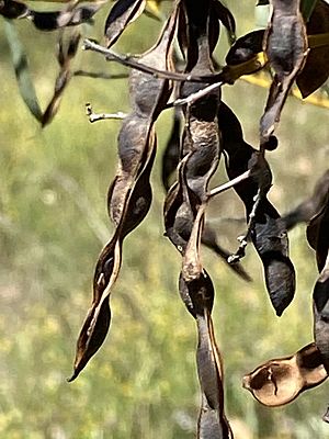 Acacia decora seed pods