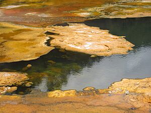 Algal mats on hot pool, Orakei Korako 1
