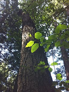 Alnus rhombifolia (White Alder) Redwood Grove 2011-06-25