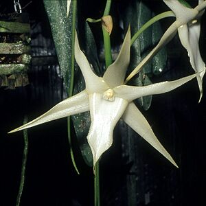 Angraecum sesquipedale Orchi 4