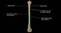 Anterior-view-of-the-humerus-showing-borders-and-surfaces