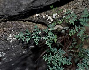 small bluish-green fern growing from rock crevice