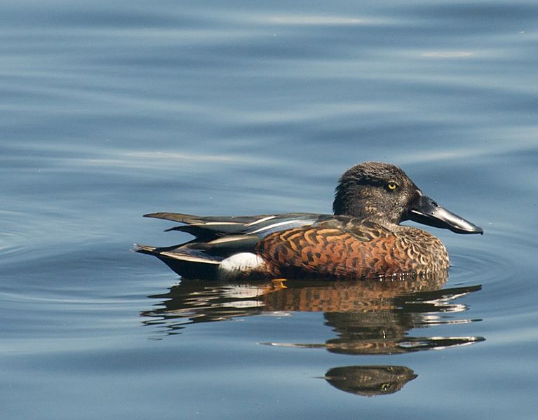 Australasian Shoveler Male