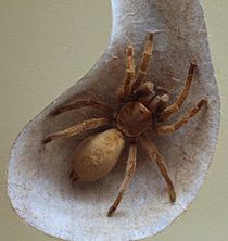 AustralianMuseum spider specimen 55