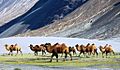 Bactrian camels - Nubra