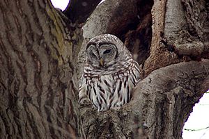 Barred Owl-Minnehaha Park-2006-01-09