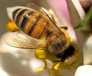 Bees-wings.web