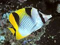 Bep chaetodon falcula