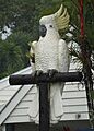 BigCockatoo