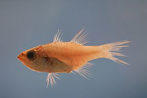 Bigtooth cardinalfish Facts for Kids