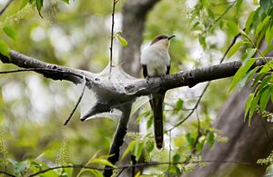 Black-billed Cuckoo - eating tent caterpillars (13889933780)