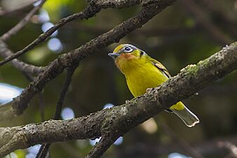 Black-eared Shrike-babbler Fambong Lho Wildlife Sanctuary Sikkim India 29.03.2014