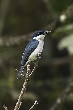Black-winged Flycatcher-Shrike - Gunung Gede - West Java MG 3861 (29773557386).jpg