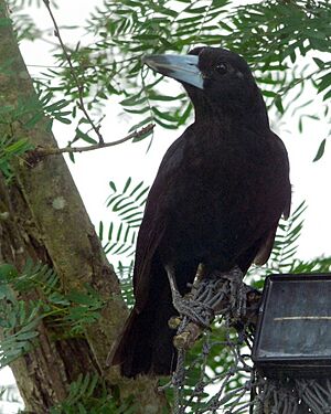 Black Butcherbird Cairns Queensland.jpg