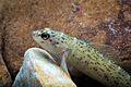 Bluebreast darter