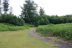 Bracken and trees, Knole park - geograph.org.uk - 857585