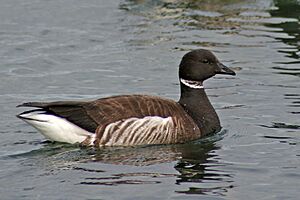 Branta bernicla Puget Sound 1.jpg