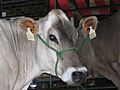 Brown Swiss cow at Western Idaho Fair 2009
