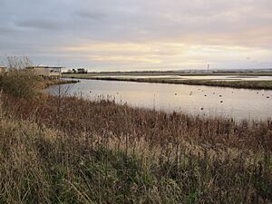 Burton Mere Wetlands - Geograph 3255167