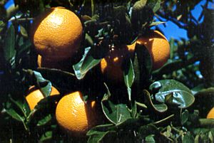 CSIRO ScienceImage 2313 Valencia Oranges